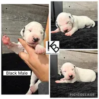 Black Collar Male, a male Dalmatian for sale in Colome, SD – 2 of 2