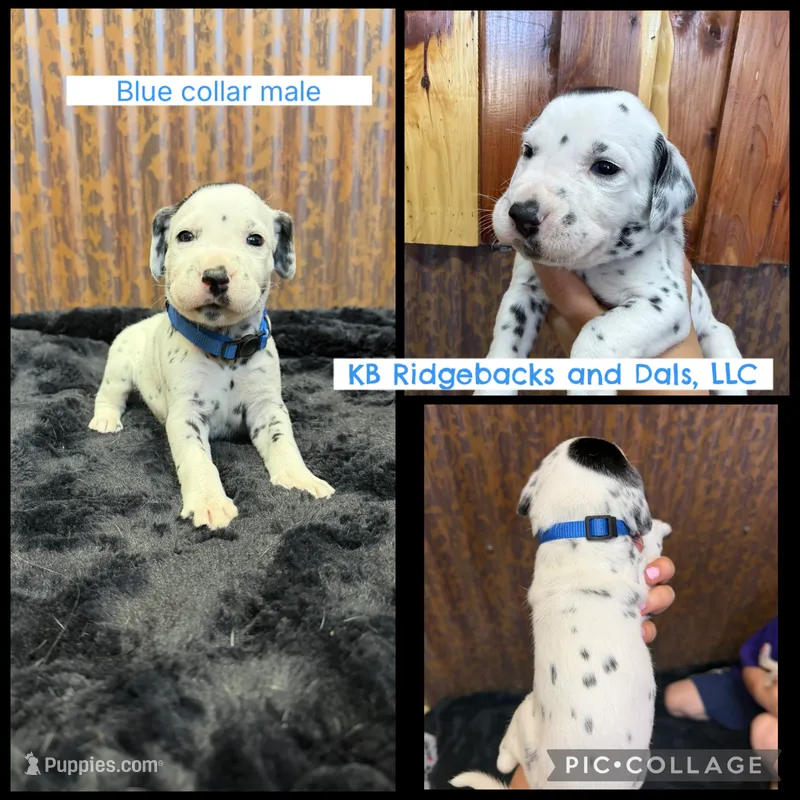 Blue Collar Male – Dalmatian puppy for sale in Colome, SD