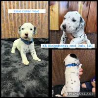 Blue Collar Male, a male Dalmatian for sale in Colome, SD – 1 of 2