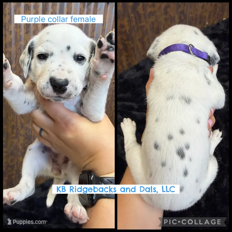 Purple Collar Female – Dalmatian puppy for sale in Colome, SD