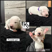 Purple Collar Female, a female Dalmatian for sale in Colome, SD – 2 of 2