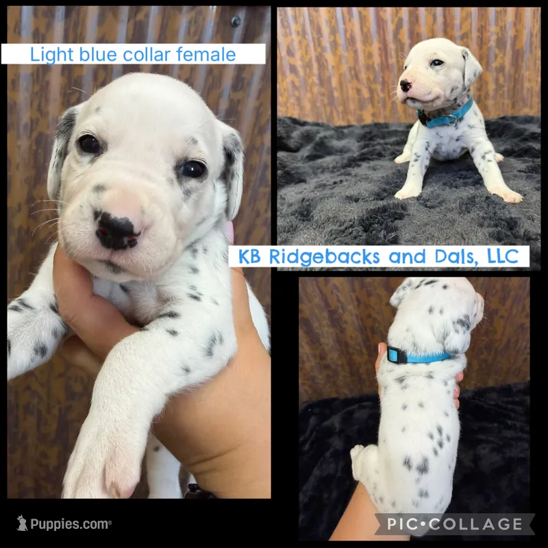 Light Blue Collar Female – Dalmatian puppy for sale in Colome, SD