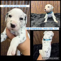Light Blue Collar Female, a female Dalmatian for sale in Colome, SD – 1 of 2