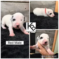 Red Collar Male, a male Dalmatian for sale in Colome, SD – 2 of 2