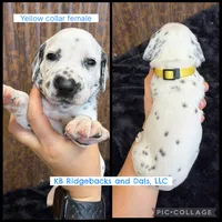 Yellow Collar Female, a female Dalmatian for sale in Colome, SD – 1 of 2