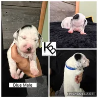 Blue Collar Male, a male Dalmatian for sale in Colome, SD – 2 of 2