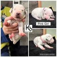 Pink Collar Female, a female Dalmatian for sale in Colome, SD – 2 of 2