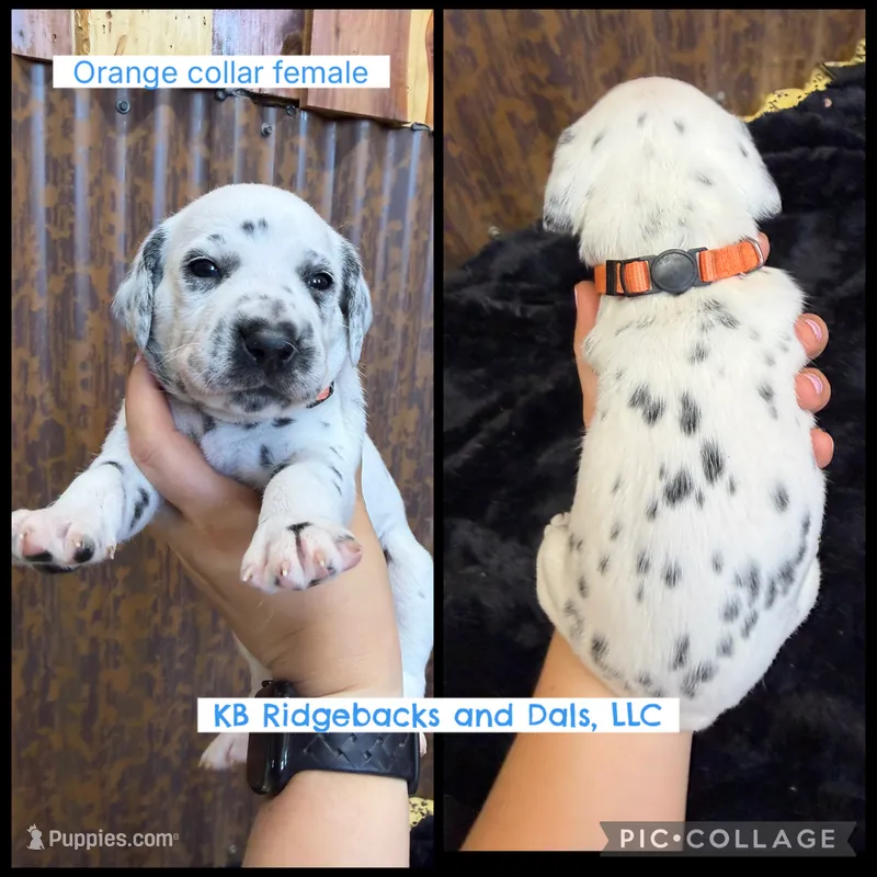 Orange Collar Female – Dalmatian puppy for sale in Colome, SD