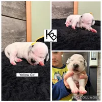 Yellow Collar Female, a female Dalmatian for sale in Colome, SD – 2 of 2