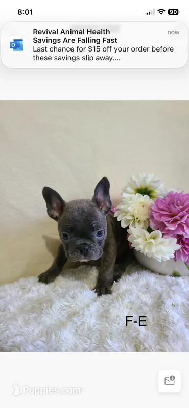 Mingo – Frenchton puppy for sale in Greensboro, NC