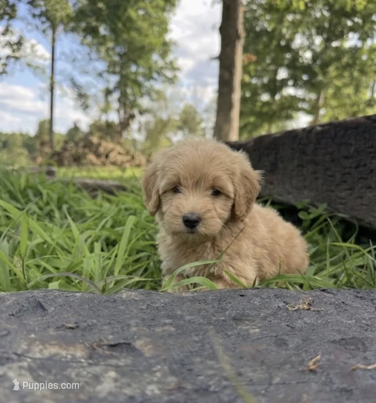 Trig – Miniature Goldendoodle puppy for sale in Greensboro, NC