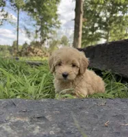 Trig, a male Miniature Goldendoodle for sale in Greensboro, NC – 1 of 1
