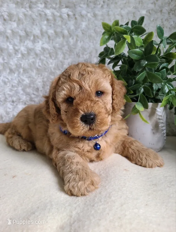Cashton – Miniature Goldendoodle puppy for sale in Greensboro, NC