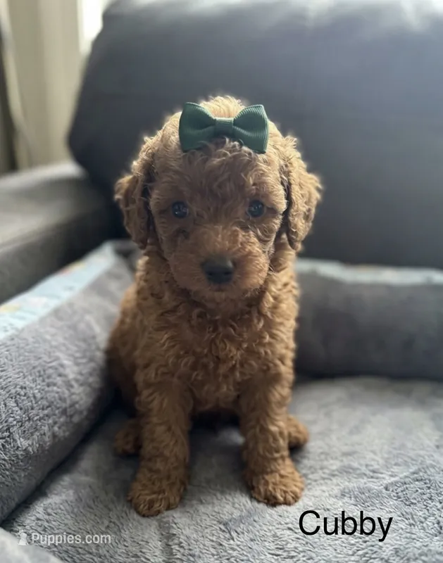 Cubby – Poodle - Toy  puppy for sale in Greensboro, NC