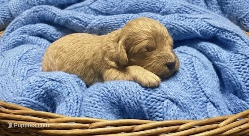 Mingo – Miniature Goldendoodle puppy for sale in Greensboro, NC