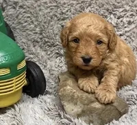 Mingo, a male Miniature Goldendoodle for sale in Greensboro, NC – 1 of 1