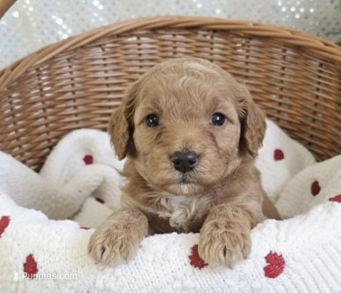 Muffin , a female Miniature Goldendoodle for sale in Greensboro, NC – Photo 1 of 1