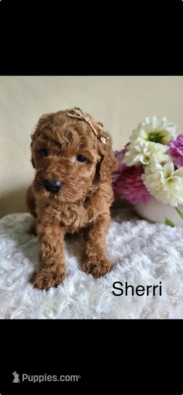 Sherri – Miniature Goldendoodle puppy for sale in Greensboro, NC