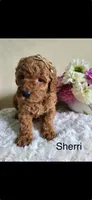 Sherri, a female Miniature Goldendoodle for sale in Greensboro, NC – 1 of 1