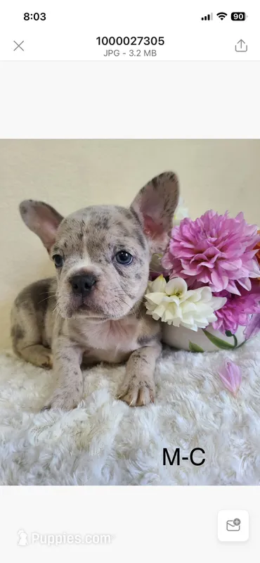 Marcy – Frenchton puppy for sale in Greensboro, NC