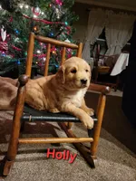 Holly, a female Golden Retriever for sale in Greensboro, NC – Photo 2 of 3