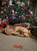 Holly, a female Golden Retriever for sale in Greensboro, NC – Photo 3 of 3