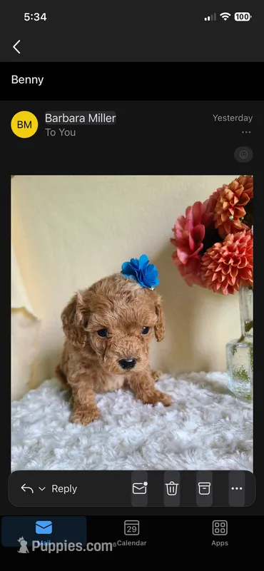 Benny – Bichpoo puppy for sale in Greensboro, NC