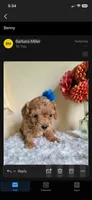 Benny, a male Bichpoo for sale in Greensboro, NC – 1 of 2