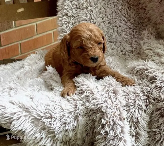 Blue – Miniature Goldendoodle puppy for sale in Greensboro, NC