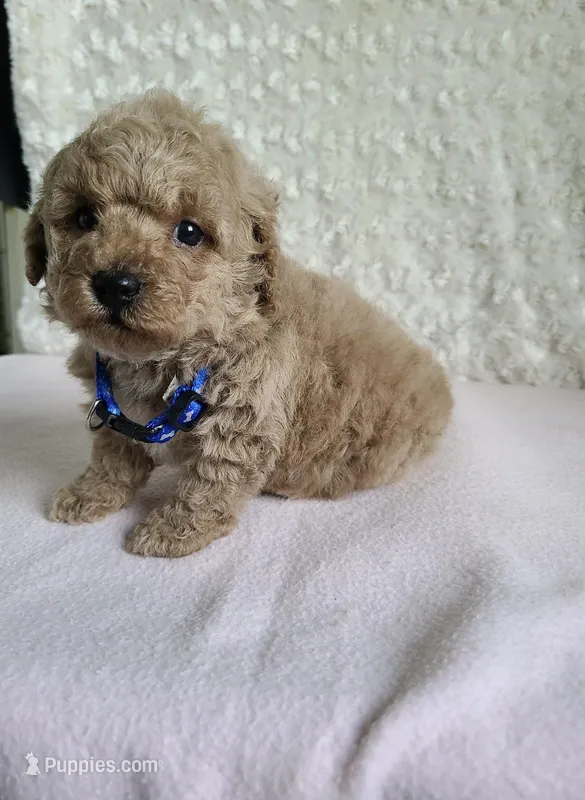 Bingo, a male Bichpoo for sale in Greensboro, NC – Photo 1 of 1