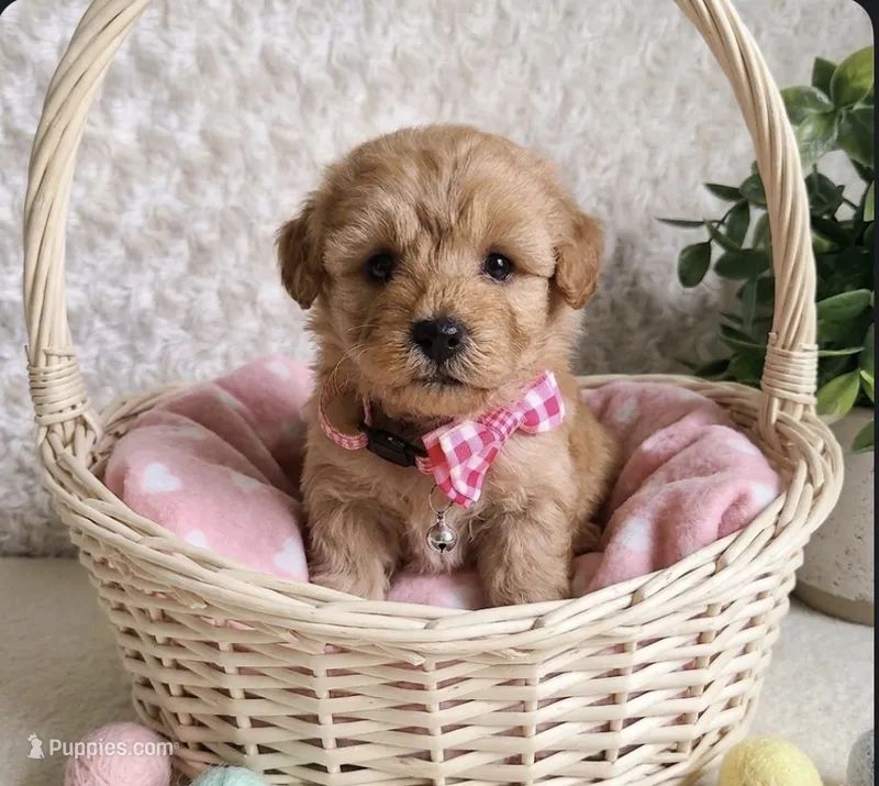 Chloe – Miniature Goldendoodle puppy for sale in Greensboro, NC