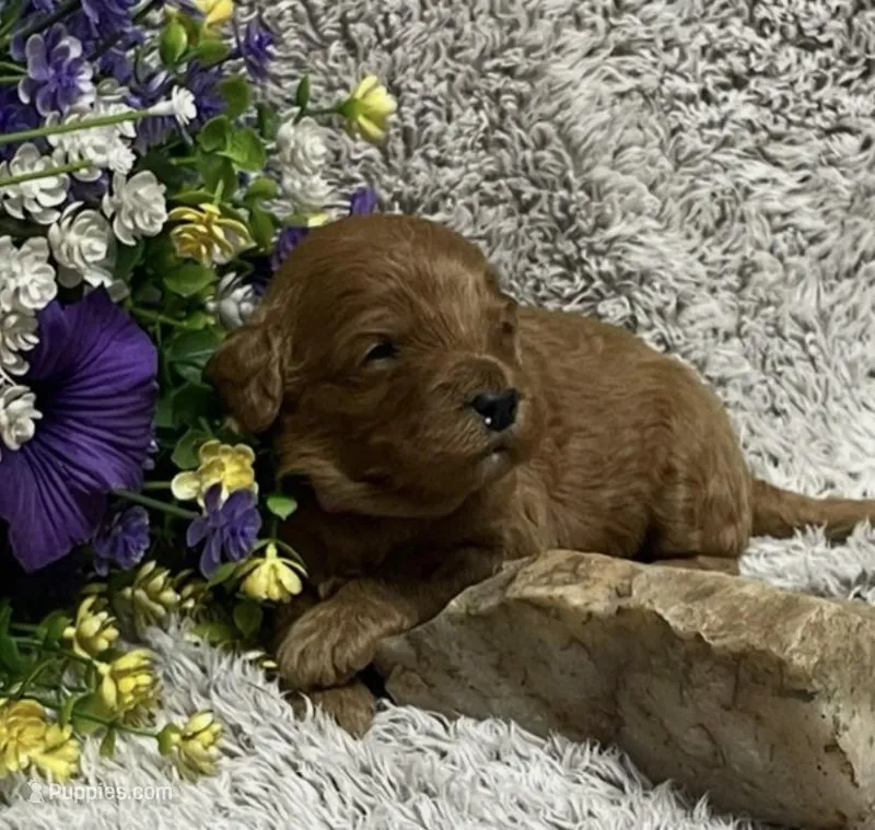 Maya – Miniature Goldendoodle puppy for sale in Greensboro, NC