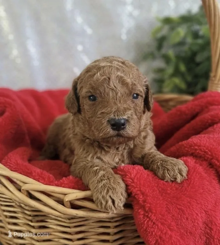 Champ, a male Miniature Goldendoodle for sale in Greensboro, NC – Photo 1 of 1