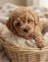 Benny, a male Poochon for sale in Greensboro, NC – 1 of 2