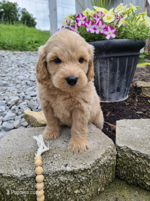 Pablo – Miniature Goldendoodle puppy for sale in Greensboro, NC