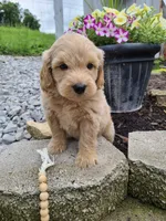 Pablo, a male Miniature Goldendoodle for sale in Greensboro, NC – 1 of 1