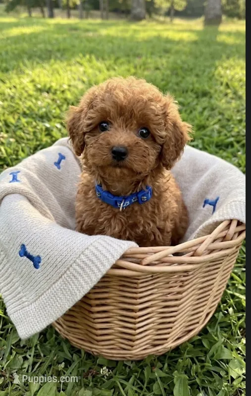Benji – Poodle - Toy  puppy for sale in Greensboro, NC