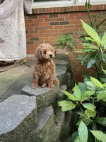 Mia, a female Miniature Goldendoodle for sale in Greensboro, NC – 2 of 4