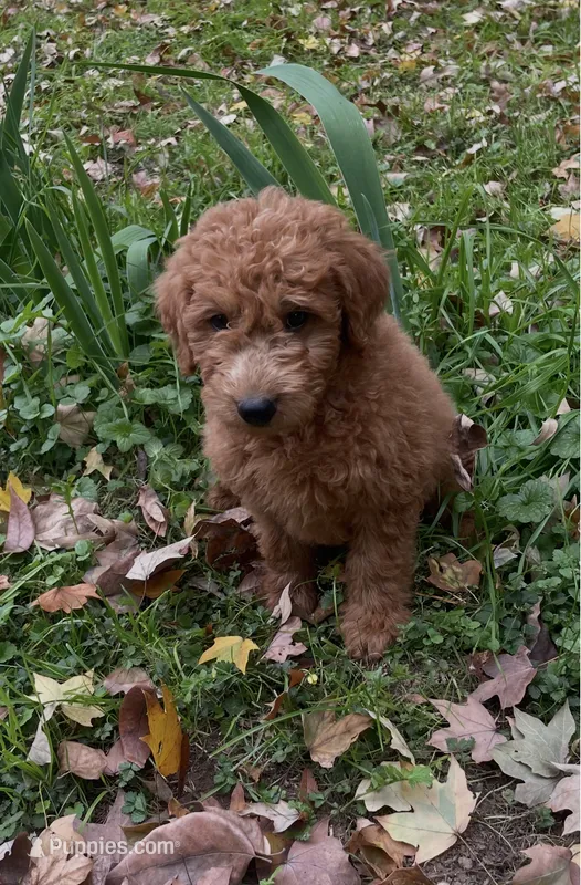 Benji – Miniature Goldendoodle puppy for sale in Greensboro, NC
