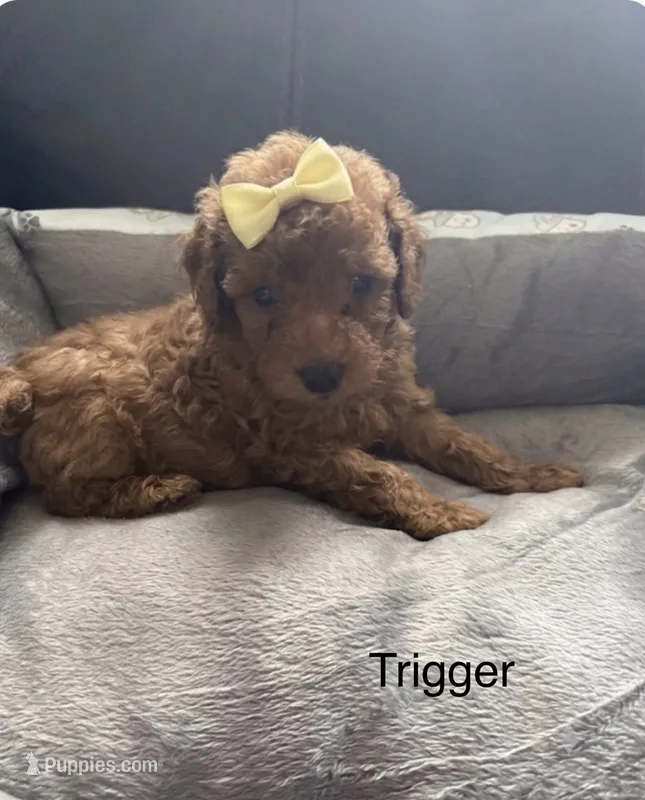 Trigger – Poodle - Toy  puppy for sale in Greensboro, NC