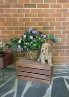 Lilly, a female Bichpoo for sale in Greensboro, NC – 2 of 2