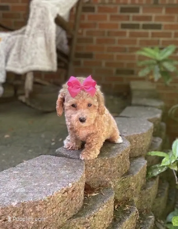 Lilly – Bichpoo puppy for sale in Greensboro, NC