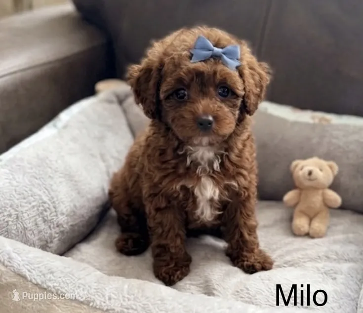Milo – Poodle - Toy  puppy for sale in Greensboro, NC