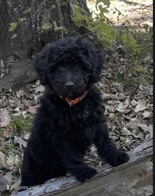 Molly – Miniature Goldendoodle puppy for sale in Greensboro, NC