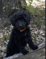 Molly, a female Miniature Goldendoodle for sale in Greensboro, NC – 1 of 1