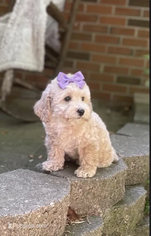Lori – Bichpoo puppy for sale in Greensboro, NC