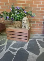 Lori, a female Bichpoo for sale in Greensboro, NC – 2 of 2