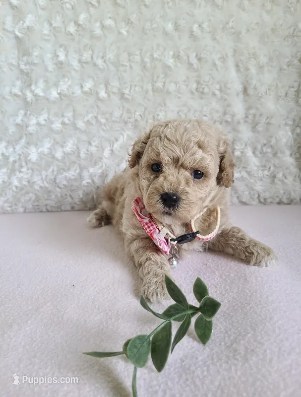 Bella – Bichpoo puppy for sale in Greensboro, NC