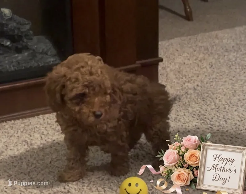 Kesha – Miniature Goldendoodle puppy for sale in Greensboro, NC