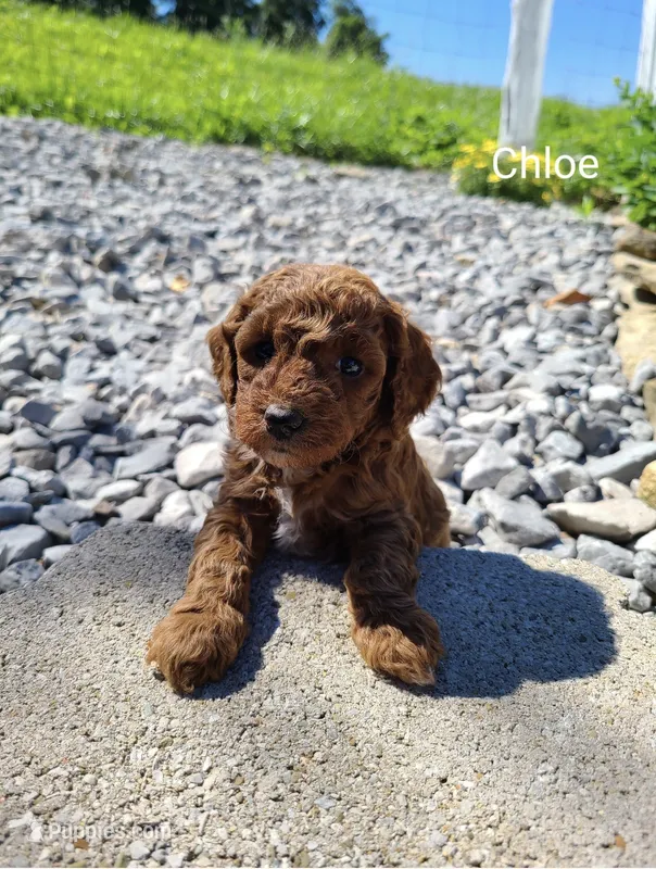 Chloe – Poodle - Toy  puppy for sale in Greensboro, NC